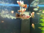 Platy redtail crystal, Dieren en Toebehoren, Vissen | Aquariumvissen, Vis, Zoetwatervis