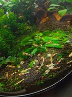 Uitgeselecteerde caridina garnalen, Dieren en Toebehoren, Kreeft, Krab of Garnaal, Zoetwatervis