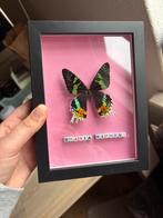 Urania Ripheus in lijstje, Ophalen of Verzenden, Zo goed als nieuw, Insect, Opgezet dier