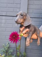 Teckel / dashond pups, Dieren en Toebehoren, Honden | Teckels en Dashonden, Standaard, CDV (hondenziekte), 8 tot 15 weken, Korthaar