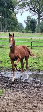 Mooie KWPN dressuur merrieveulens, Merrie, Dressuurpaard, 0 tot 2 jaar