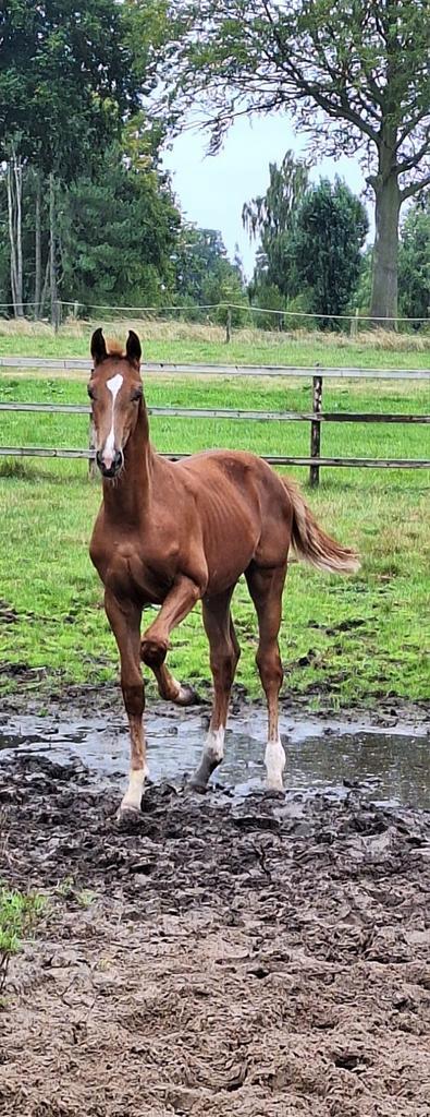 Mooie KWPN dressuur merrieveulens, Dieren en Toebehoren, Paarden, Merrie, 0 tot 2 jaar, Dressuurpaard