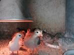 Jonge parelhoenders, Dieren en Toebehoren, Pluimvee, Geslacht onbekend, Overige soorten