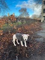 Amerikaanse Stafford Pup, Dieren en Toebehoren, Honden | Niet-rashonden, 8 tot 15 weken, Parvo, Teef, Eén hond