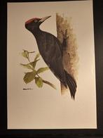 Zwarte Specht, Verzenden, 1980 tot heden, Zo goed als nieuw, Dier