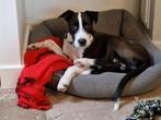 Zep 5 mnd, lieve vrolijke speelse pup stichting sphoek, Dieren en Toebehoren, Honden | Niet-rashonden, Particulier, 15 weken tot 1 jaar