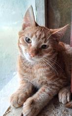 Lieve boerderij kitten/kittens, Dieren en Toebehoren, Katten en Kittens | Overige Katten, Meerdere dieren, Kortharig, 0 tot 2 jaar