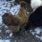 Krielkippen: Zijdehoen kriel en Cochin krielkippen., Dieren en Toebehoren, Vrouwelijk, Kip