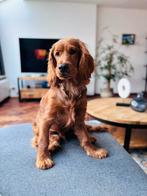 Raszuivere gouden Cocker Spaniel reu (1 jr) dekking, Dieren en Toebehoren, Reu, CDV (hondenziekte), 1 tot 2 jaar, Eén hond