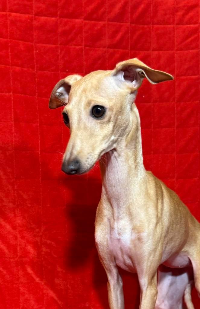 Italiaanse Windhond, Dieren en Toebehoren, Honden | Windhonden, Teef, Overige rassen, Fokker | Professioneel, Meerdere, Buitenland