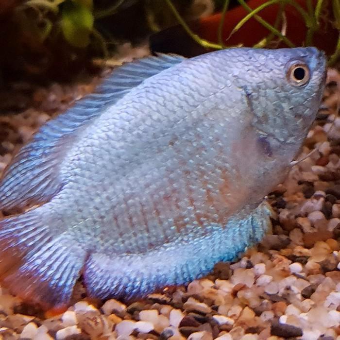 Colisa lalia, Dieren en Toebehoren, Vissen | Aquariumvissen, Vis