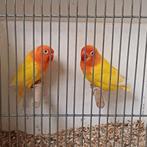 Koppel lutino Fisheri roodoog, Dieren en Toebehoren, Vogels | Parkieten en Papegaaien, Meerdere dieren, Parkiet, Geringd