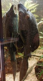 Mooie L190 Panaque van 25cm te koop. Prijs  80€, Dieren en Toebehoren, Vissen | Aquariumvissen, Vis, Zoetwatervis