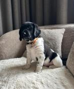 Prachtig friese stabij pups ❤️, Dieren en Toebehoren, 8 tot 15 weken, CDV (hondenziekte), Eén hond, Nederland