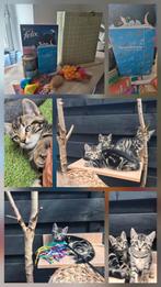 Wij mogen verhuizen, nog 3 kruising kittens x noorse boskat, Dieren en Toebehoren, Meerdere dieren, Ontwormd, 0 tot 2 jaar