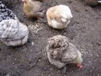 cochins div kleuren, Vrouwelijk, Kip