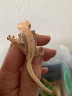 Jonge mooie tamme wimpergekko, Dieren en Toebehoren, Reptielen en Amfibieën, Hagedis, Tam, 0 tot 2 jaar