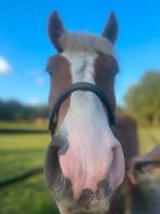 Verzorger gezocht voor 3 lieve paarden (2-3x p/w), Dieren en Toebehoren