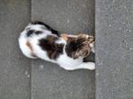 Jonge poes zoekt nieuw huisje, Dieren en Toebehoren, Poes, Kortharig, 0 tot 2 jaar