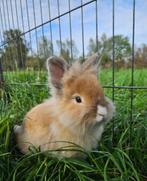 Gember zoekt een huisje! (Ram gecastreerd en gevaccineerd), Dieren en Toebehoren, Konijnen, Mannelijk, Klein, 0 tot 2 jaar