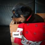 Rottweiler pup, Dieren en Toebehoren, 8 tot 15 weken, Teef, Meerdere, Rottweiler