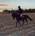 Mooie grote B-pony, Dieren en Toebehoren, Pony's, Ruin, B pony (1.17m tot 1.27m), Gechipt, 7 tot 10 jaar