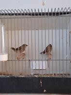Jong koppel binzenastrilde roodkoop incl,t.t kooitje 25.00 z, Dieren en Toebehoren, Vogels | Overige Vogels, Meerdere dieren