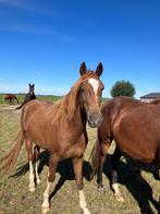 3 jarige hackney merrie, Dieren en Toebehoren, Paarden, Merrie, Gechipt, 3 tot 6 jaar, Onbeleerd