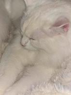 Mooie Katertje boskat/heilige birmaan, Dieren en Toebehoren, Katten en Kittens | Overige Katten, Kater