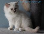 Ragdoll kittens met stamboom( cinnamon dragers), Meerdere dieren, Gechipt