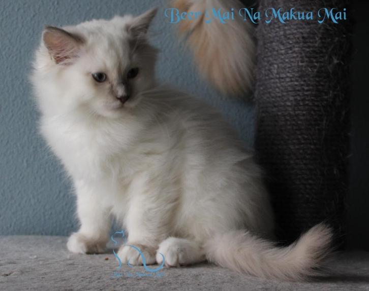Ragdoll kittens met stamboom( cinnamon dragers), Dieren en Toebehoren, Katten en Kittens | Raskatten | Langhaar, Meerdere dieren