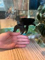 gratis vis 100-120mm, Geslacht onbekend, Postduif