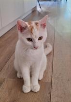 Gijs zoekt een nieuw thuis, Dieren en Toebehoren, Katten en Kittens | Raskatten | Korthaar, Poes, Ontwormd