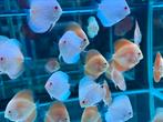 Discus albino discusvissen, Vis