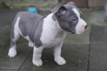 American bully pups mogen het nest verlaten  beschikbaar voor biedingen