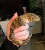 Leacianus gecko male, Dieren en Toebehoren, Reptielen en Amfibieën, Hagedis