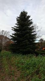 Grote Kerstboom 8 meter Nordmann, Ophalen, Bloeit niet, Halfschaduw, Overige soorten