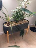 Ovale plantenbak op potten, Tuin en Terras, Bloembakken en Plantenbakken, Ophalen, Overige vormen, Minder dan 60 cm, Minder dan 30 cm