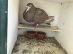 Te koop een mooie olibonte duif, Dieren en Toebehoren, Vogels | Duiven, Vrouwelijk, Kropper