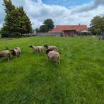 dorper schapen, Meerdere dieren, Schaap, 0 tot 2 jaar