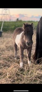 Shetlander merrie met veulen, Dieren en Toebehoren, Merrie