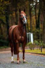 4 Jarige Quarter horse Merrie, Dieren en Toebehoren, Paarden, Merrie, 160 tot 165 cm, Dressuurpaard, 3 tot 6 jaar