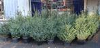 Kerstbomen Fijne blauwspar met Kluit in pot 40 cm – 120 cm, Tuin en Terras, Planten | Bomen, Overige soorten, Minder dan 100 cm