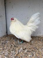 Antwerpse baardkriel haan wit, Dieren en Toebehoren, Pluimvee, Mannelijk, Kip