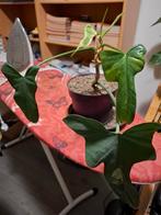 Philodendron kamerplant - halfschaduw, Tuin en Terras, Planten | Tuinplanten, Overige soorten, Vaste plant, Ophalen of Verzenden