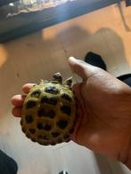 Landschildpadden te koop Russische vierteen, Schildpad
