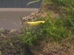 Gele garnalen, Dieren en Toebehoren, Vissen | Aquariumvissen, Kreeft, Krab of Garnaal