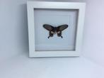 vlinder Pachiliopta Aristolochiae, Ophalen of Verzenden, Nieuw, Insect, Opgezet dier