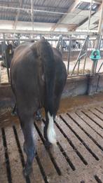 Black angus koe, Dieren en Toebehoren, Vrouwelijk, 0 tot 2 jaar