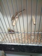 Diverse vogels te koop, Dieren en Toebehoren, Vogels | Overige Vogels, Meerdere dieren